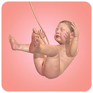 ʷİ v1.36.2