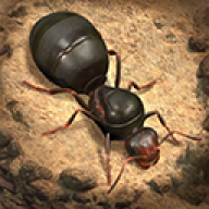 ϵģThe Ants