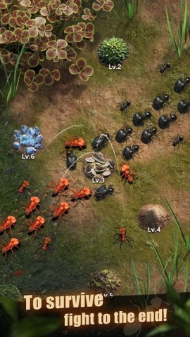 ϵģThe Ants 1ͼ