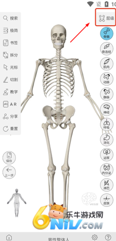 维萨里3D解剖 第1张图