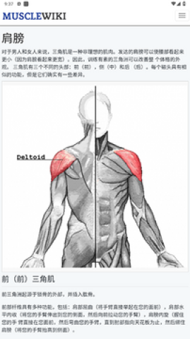 musclewiki健身 第3张图
